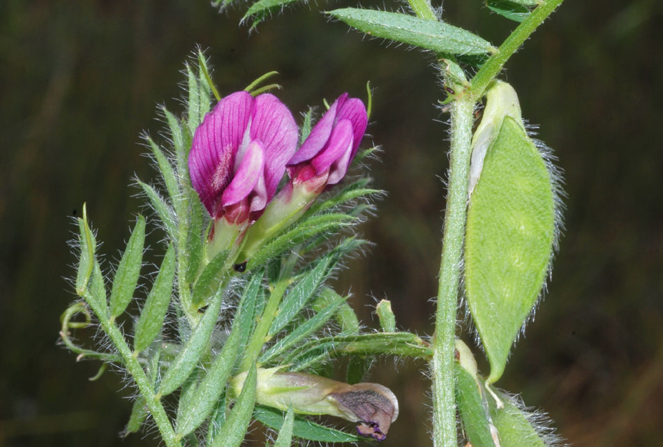 Vicia lutea subsp. vestita / Veccia gialla